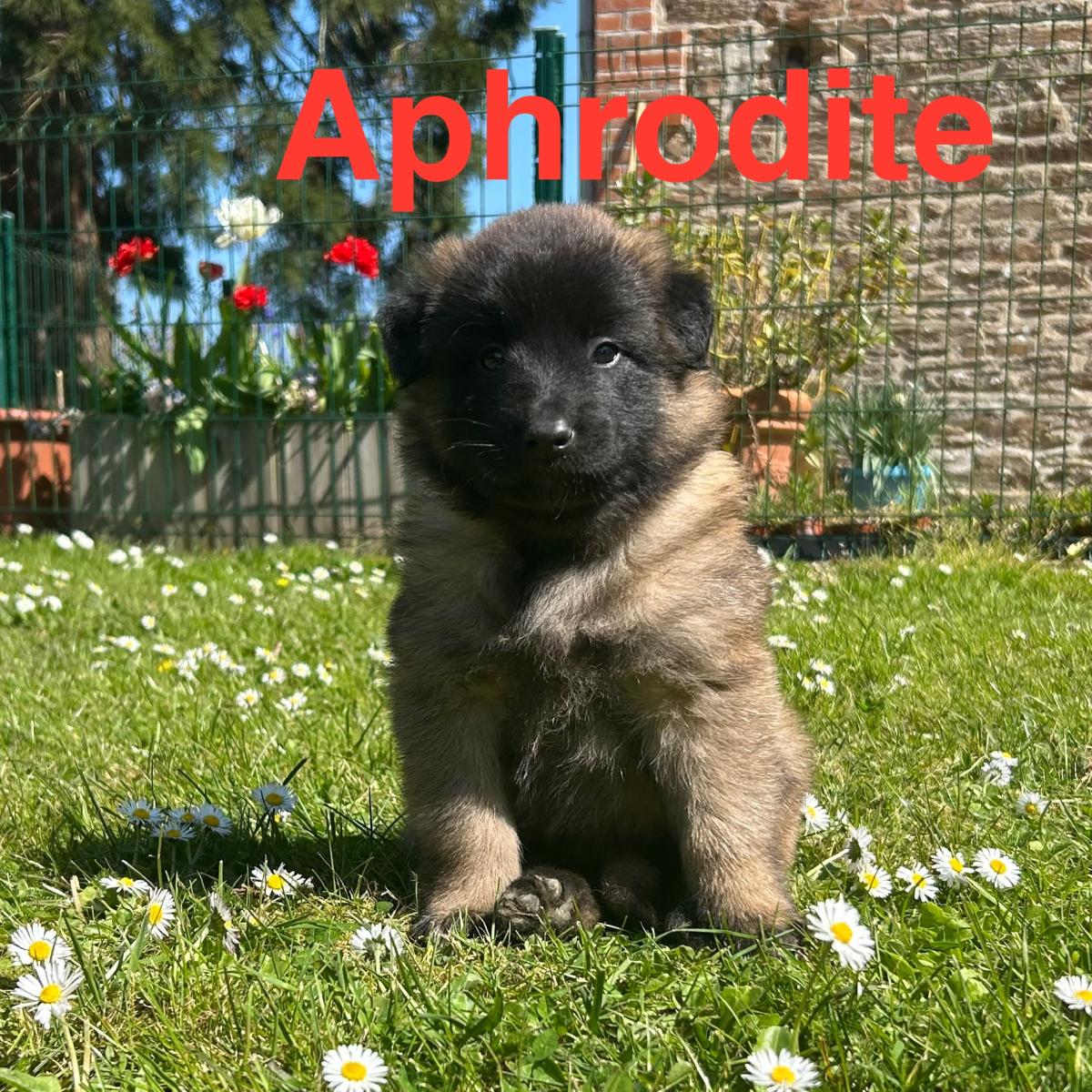 Aphrodite, magnifique chiot Berger Belge Tervueren LOF, prêt à conquérir votre cœur 🐾❤️