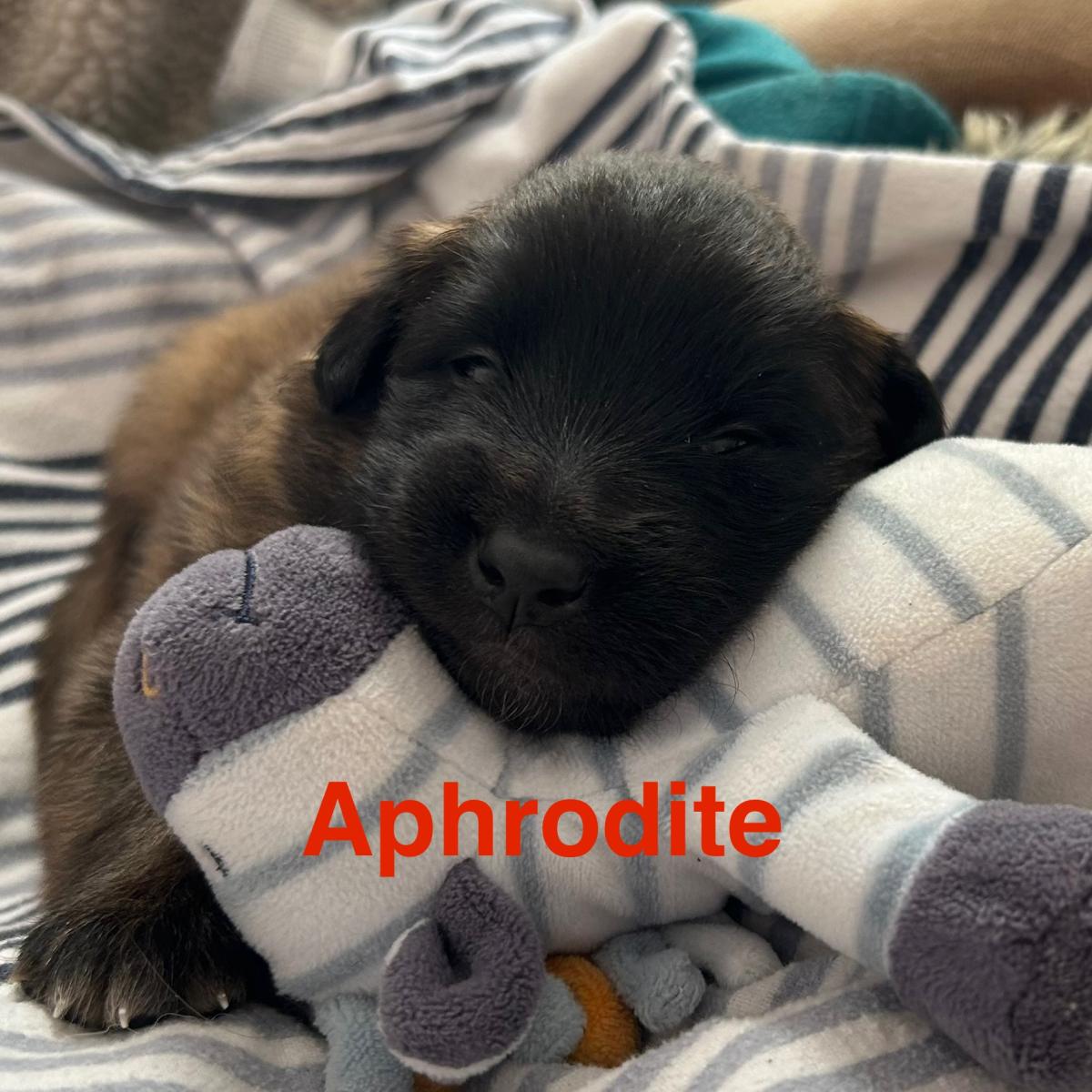 Aphrodite, magnifique chiot Berger Belge Tervueren LOF, prêt à conquérir votre cœur 🐾❤️