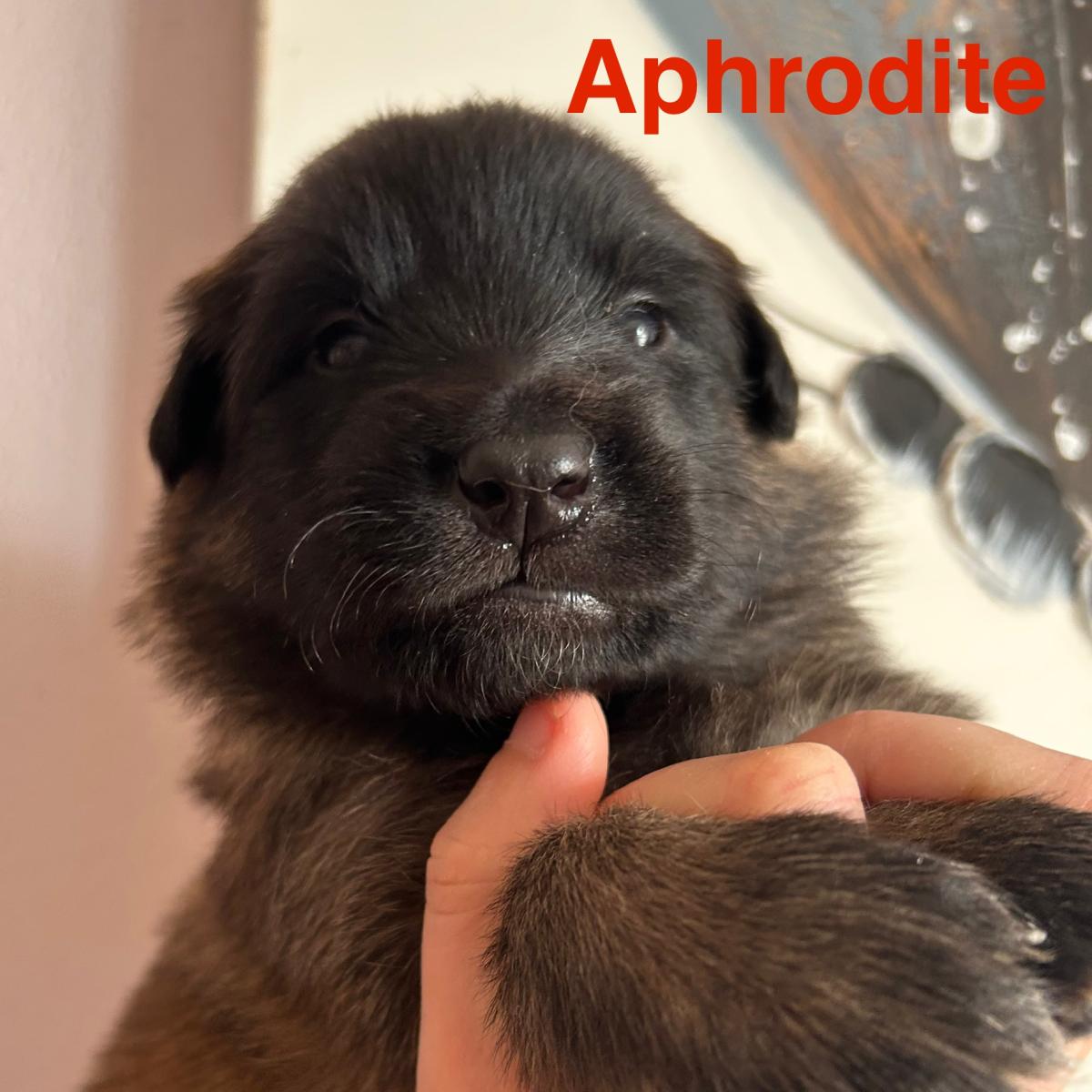 Aphrodite, magnifique chiot Berger Belge Tervueren LOF, prêt à conquérir votre cœur 🐾❤️