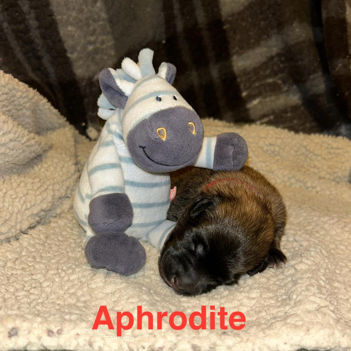 Aphrodite, magnifique chiot Berger Belge Tervueren LOF, prêt à conquérir votre cœur 🐾❤️
