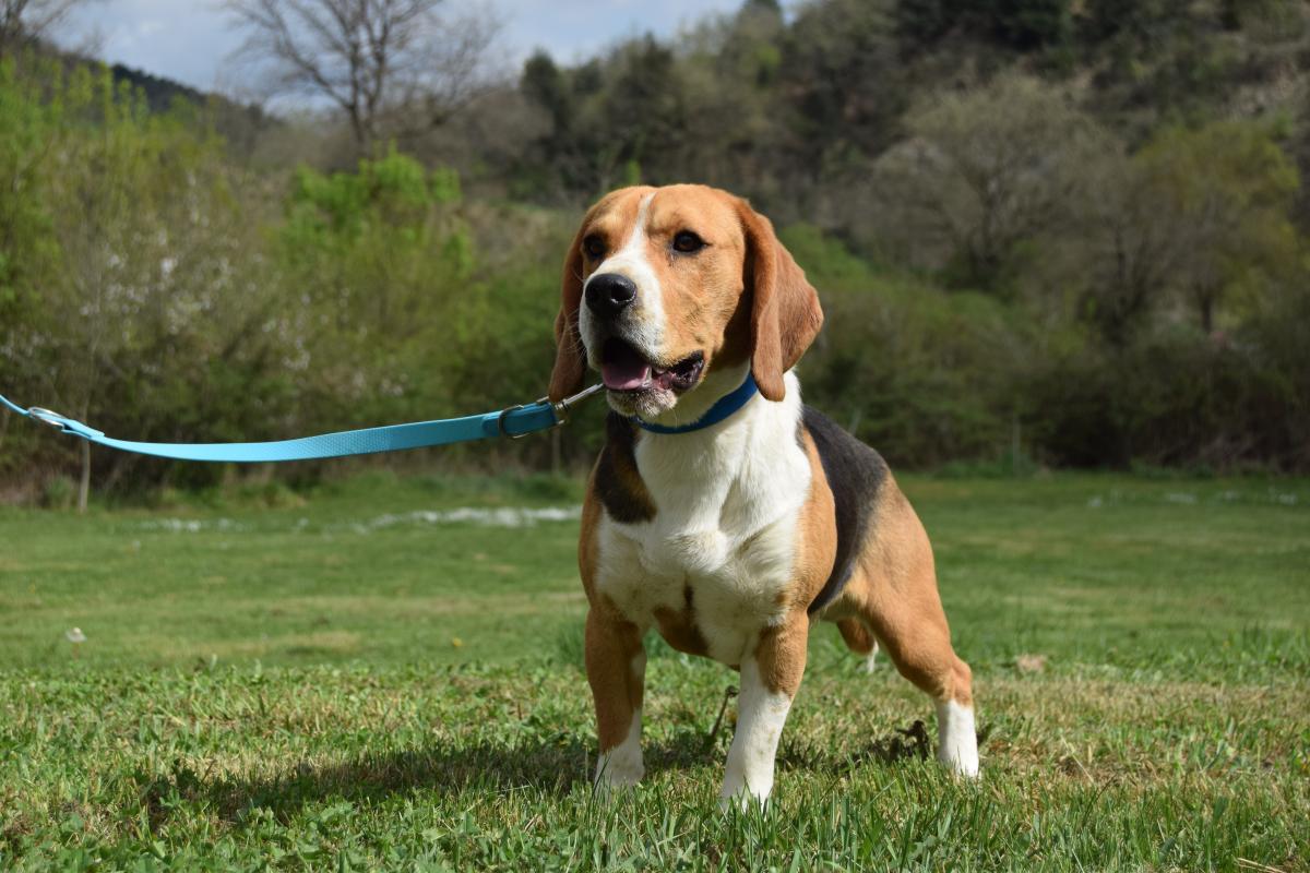 Mâle Beagle tricolore