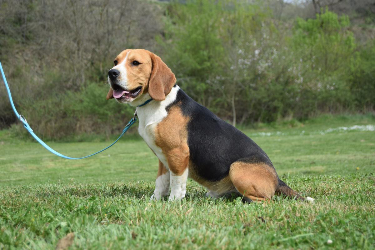 Mâle Beagle tricolore