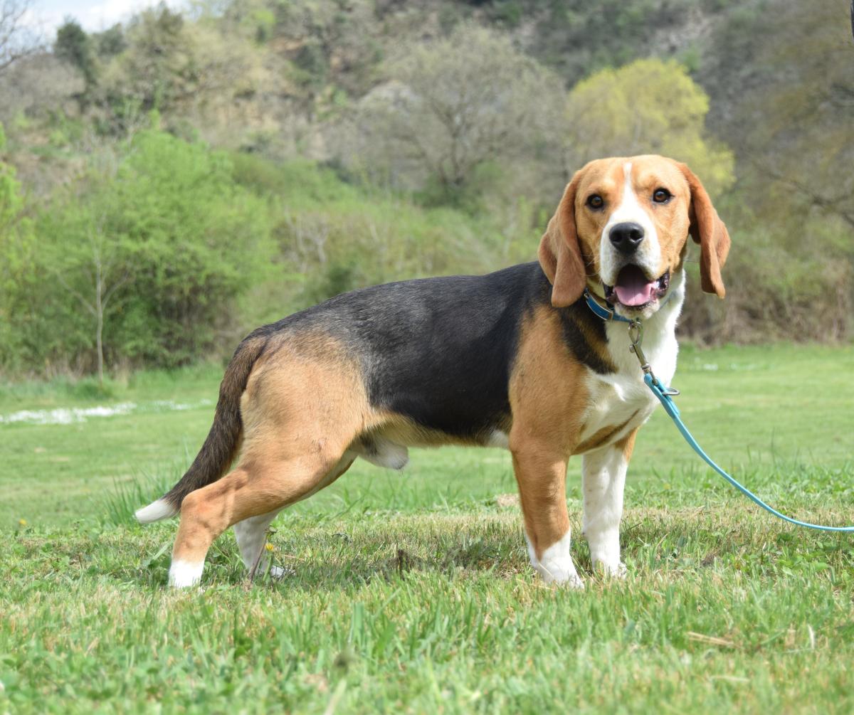 Mâle Beagle tricolore