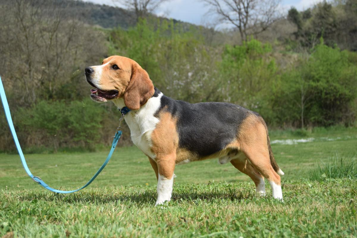 Mâle Beagle tricolore
