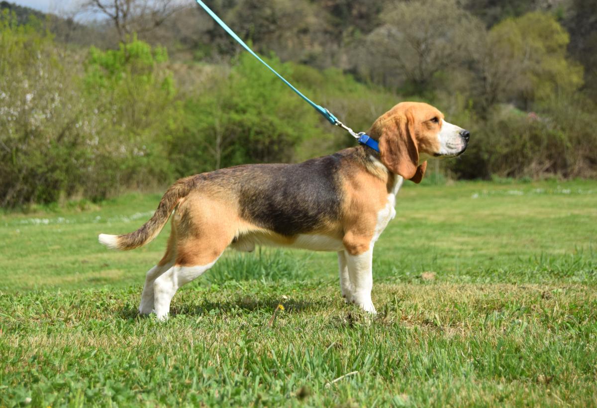 Vidocq Jeune mâle Beagle tricolore disponible compagnie ou chasse