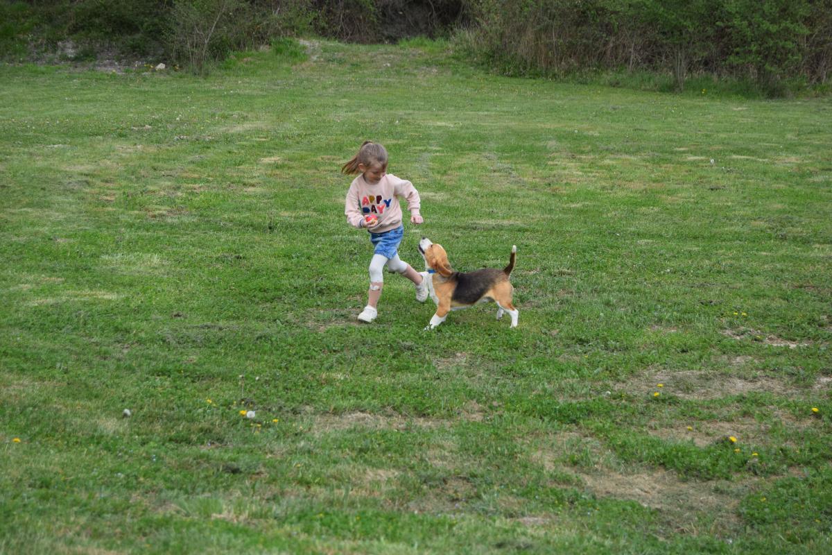 Vidocq Jeune mâle Beagle tricolore disponible compagnie ou chasse