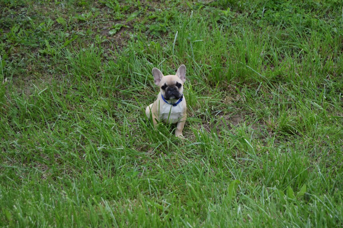 Anis chiot bouledogue français mâle fauve