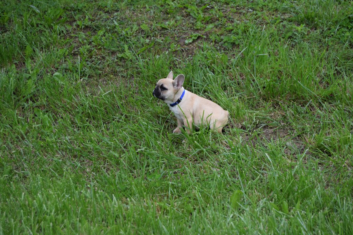 Anis chiot bouledogue français mâle fauve