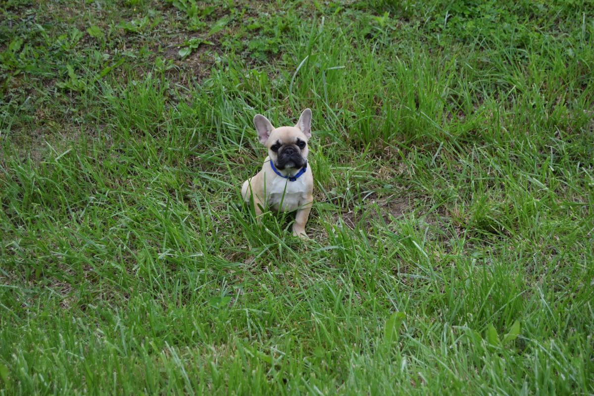 Anis chiot bouledogue français mâle fauve