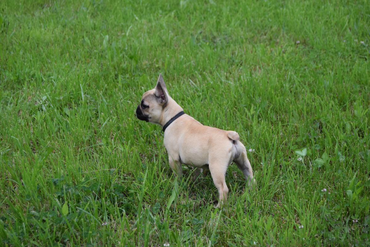 Abricot Femelle fauve Bouledogue Français