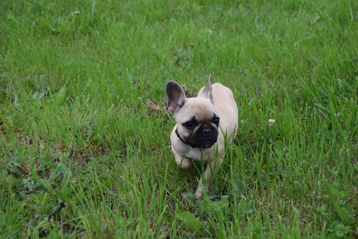 Abricot Femelle fauve Bouledogue Français