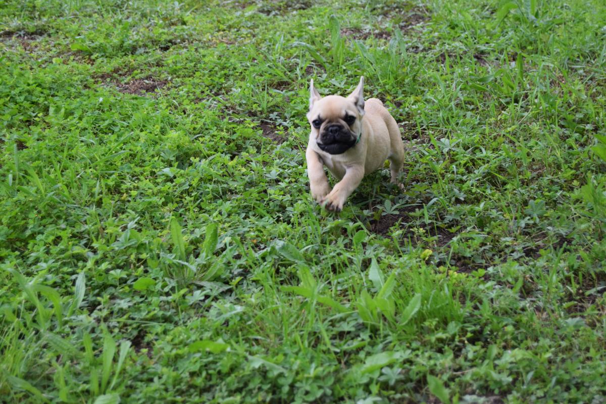 Abricot Femelle fauve Bouledogue Français
