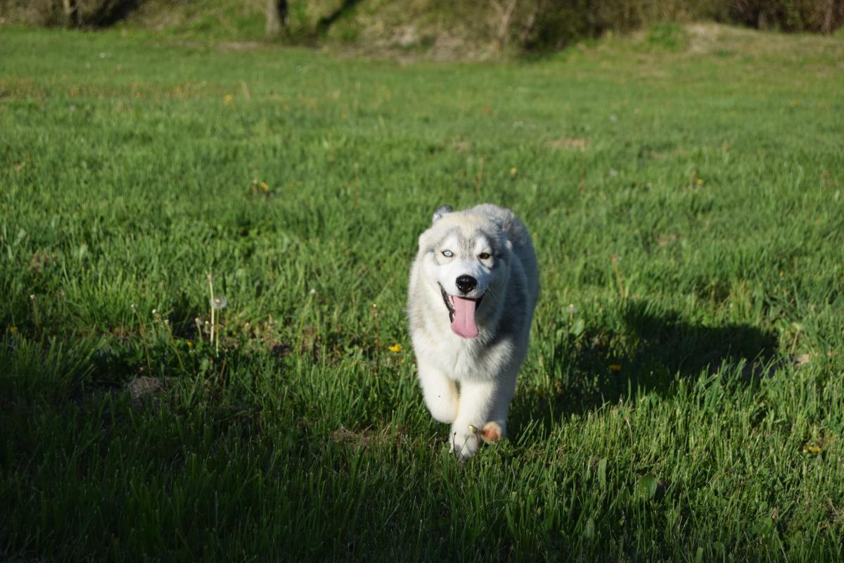 Volt mâle Husky gris yeux vairons