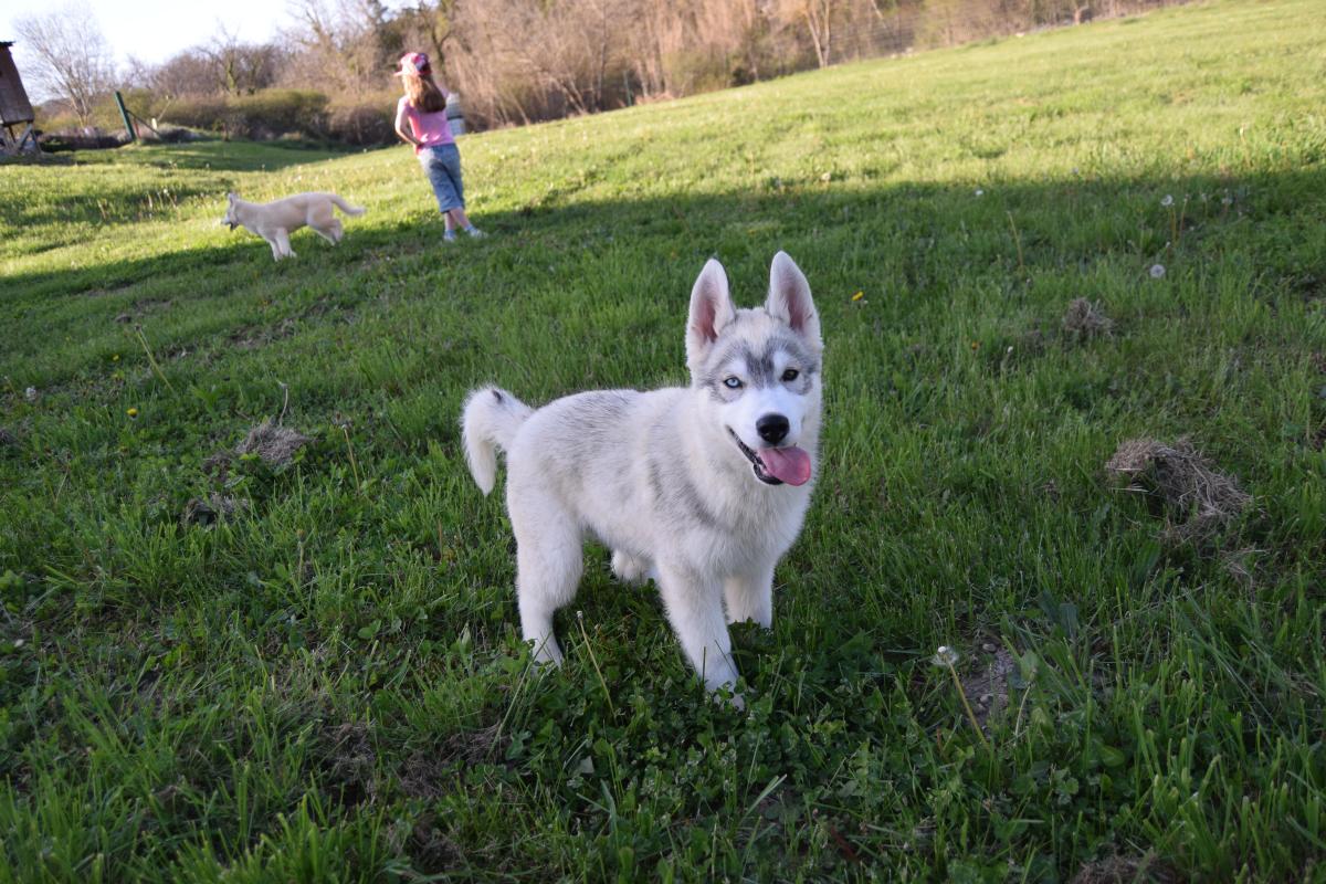 Volt mâle Husky gris yeux vairons