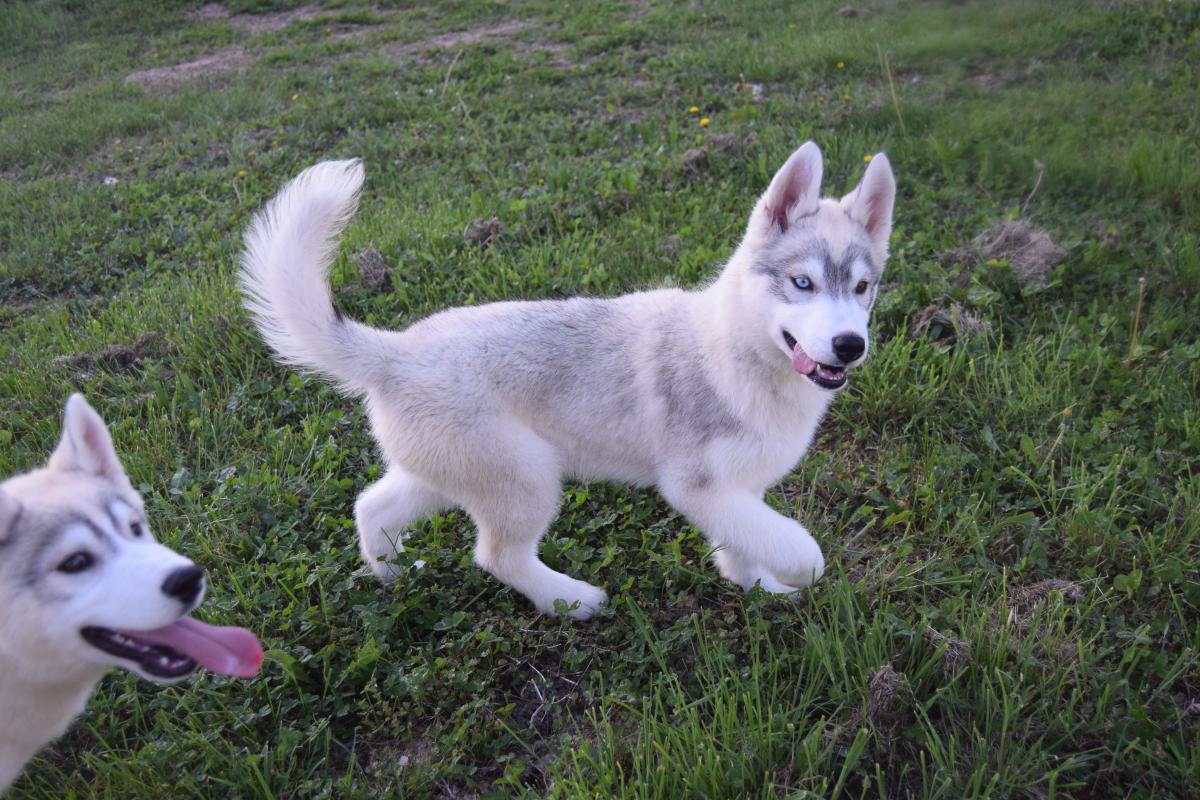 Volt mâle Husky gris yeux vairons