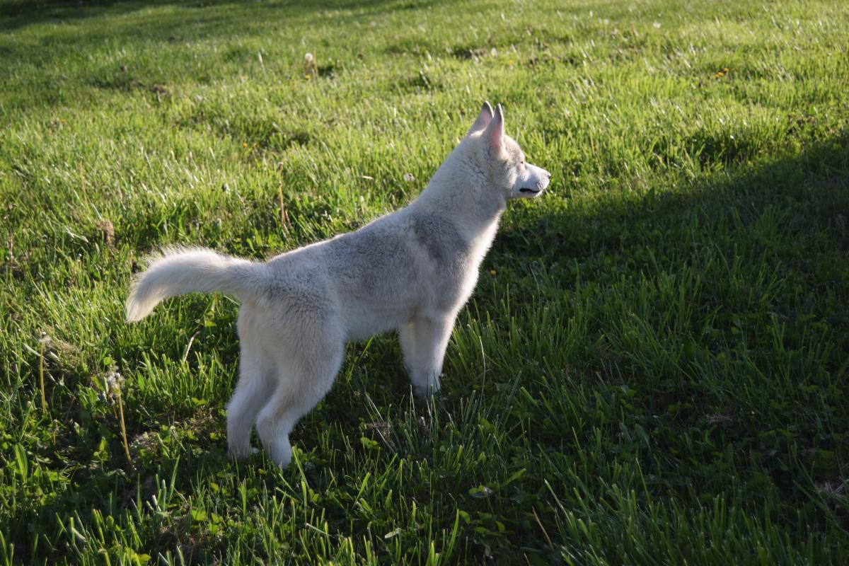 Volt mâle Husky gris yeux vairons