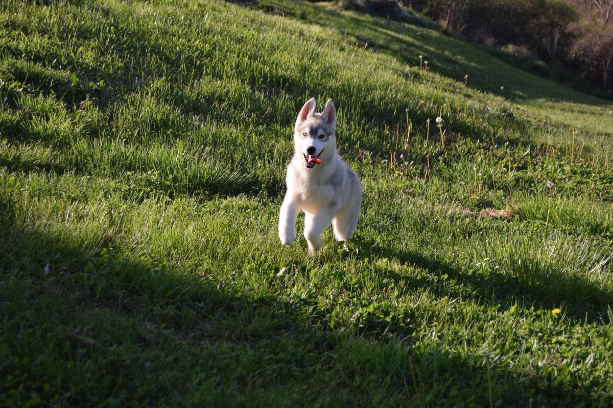 Volt mâle Husky gris yeux vairons