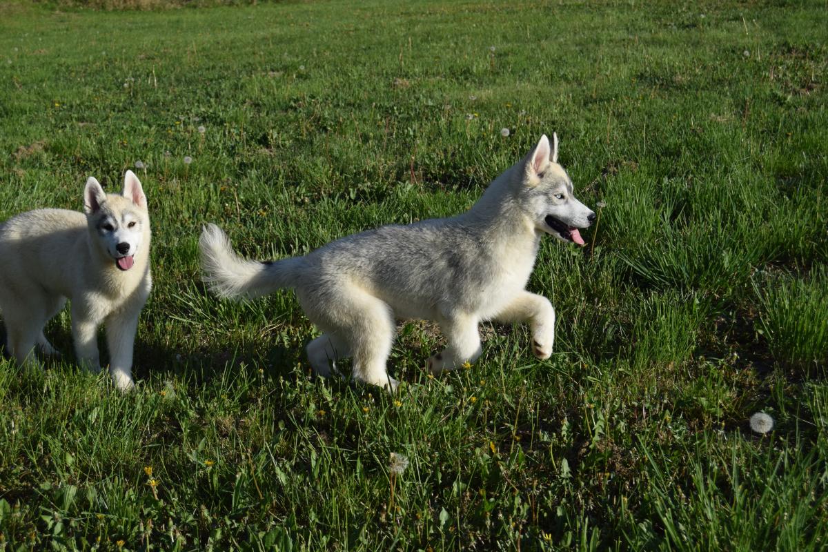 Volt mâle Husky gris yeux vairons