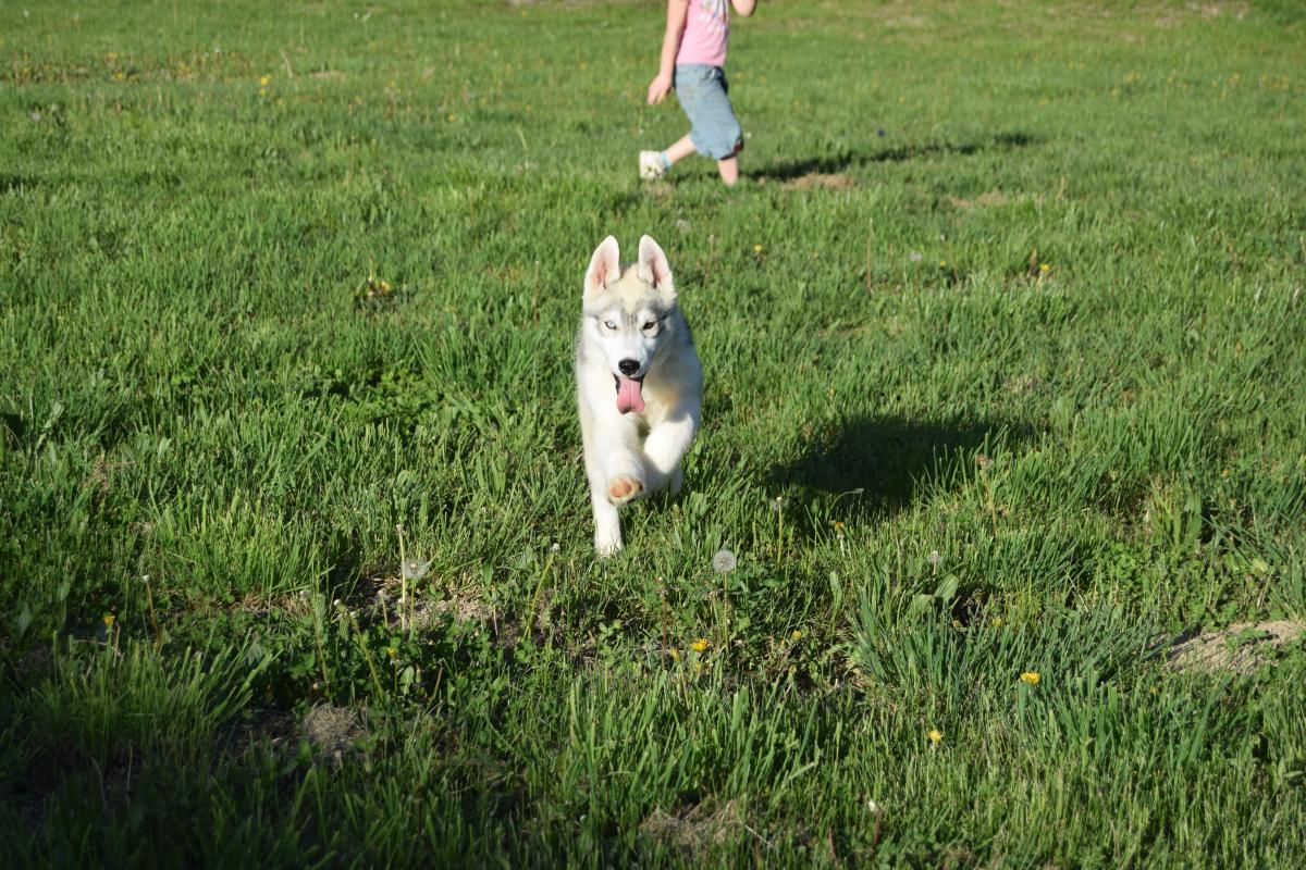 Volt mâle Husky gris yeux vairons
