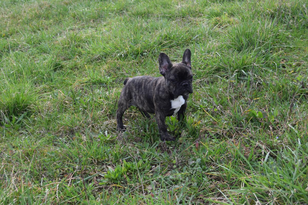 Witwicky Sam mâle Bouledogue Français bringé