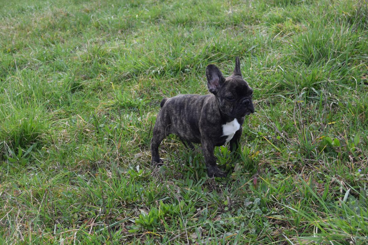 Witwicky Sam mâle Bouledogue Français bringé