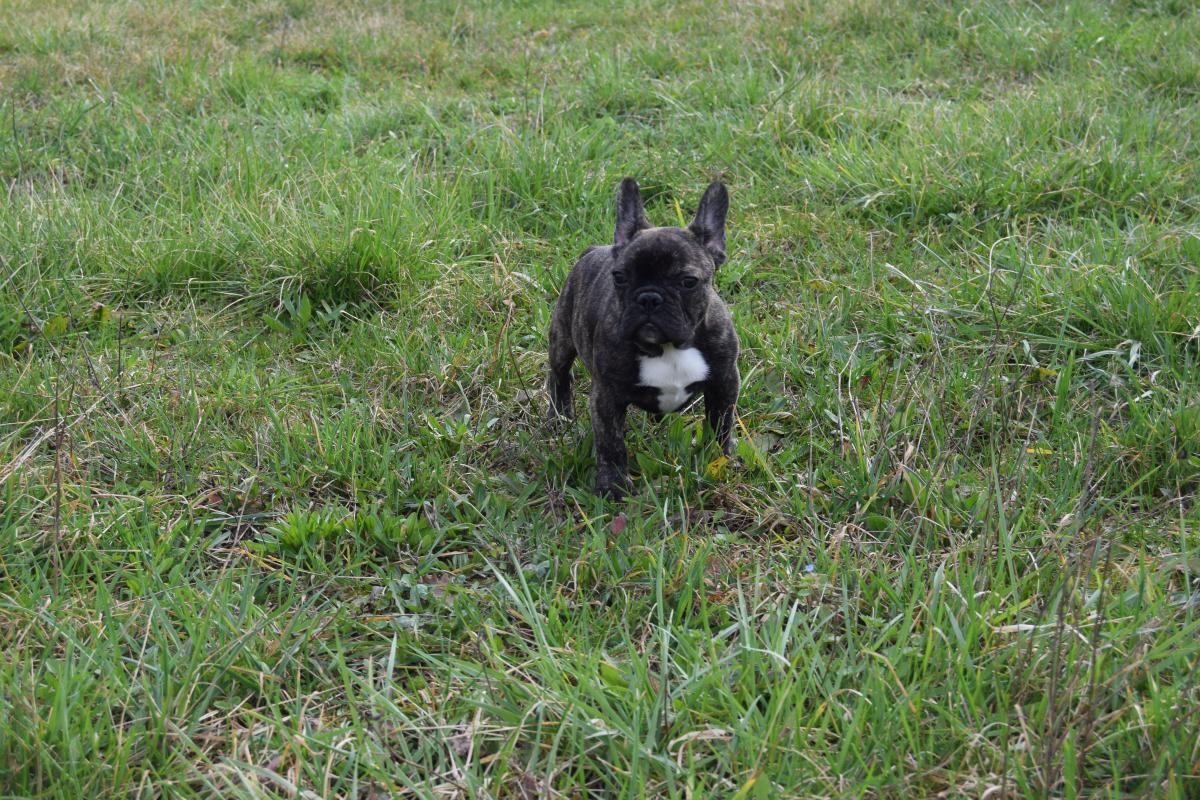 Witwicky Sam mâle Bouledogue Français bringé