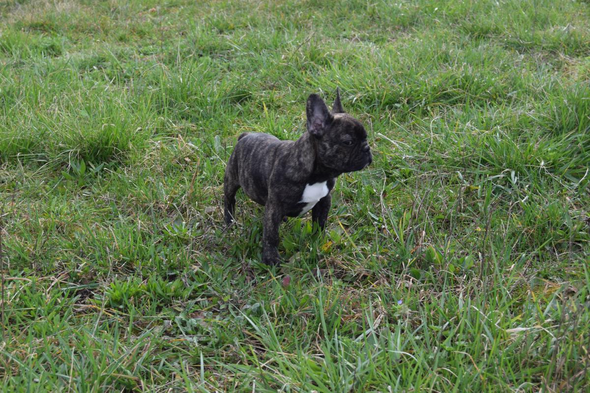 Witwicky Sam mâle Bouledogue Français bringé