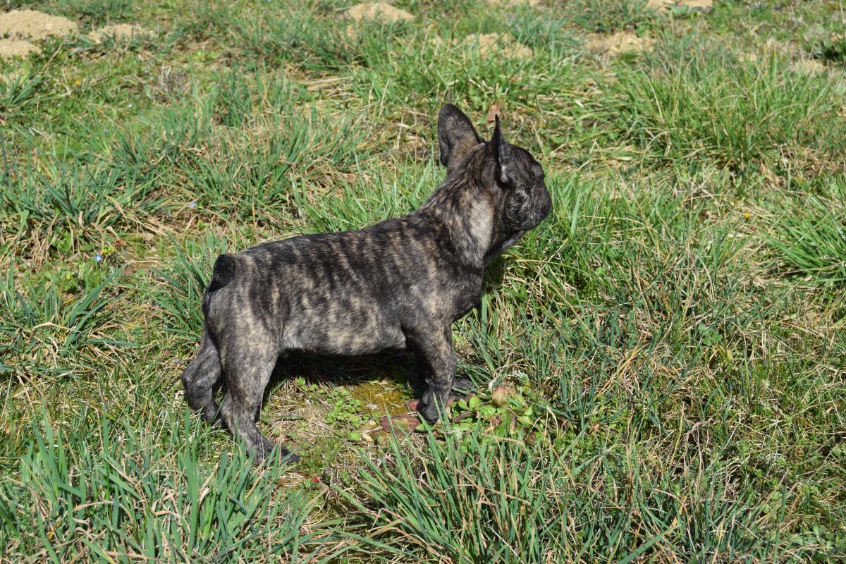 Witwicky Sam mâle Bouledogue Français bringé