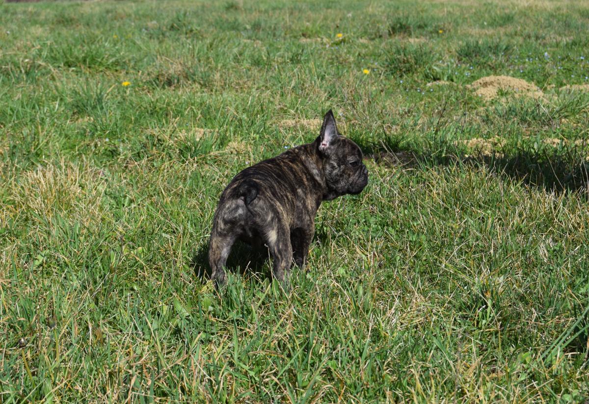Witwicky Sam mâle Bouledogue Français bringé