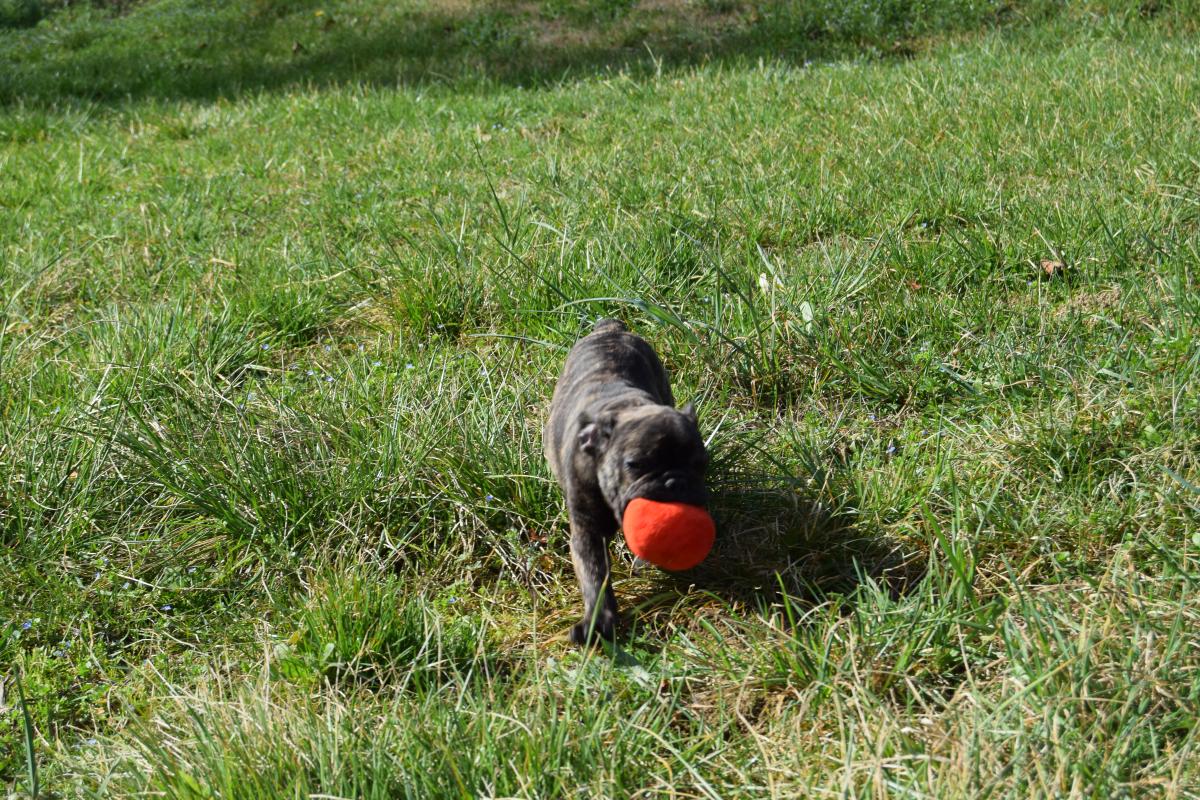 Witwicky Sam mâle Bouledogue Français bringé