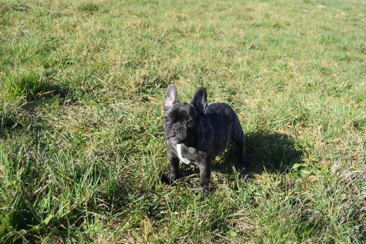 Venturi femelle Bouledogue Français bringée