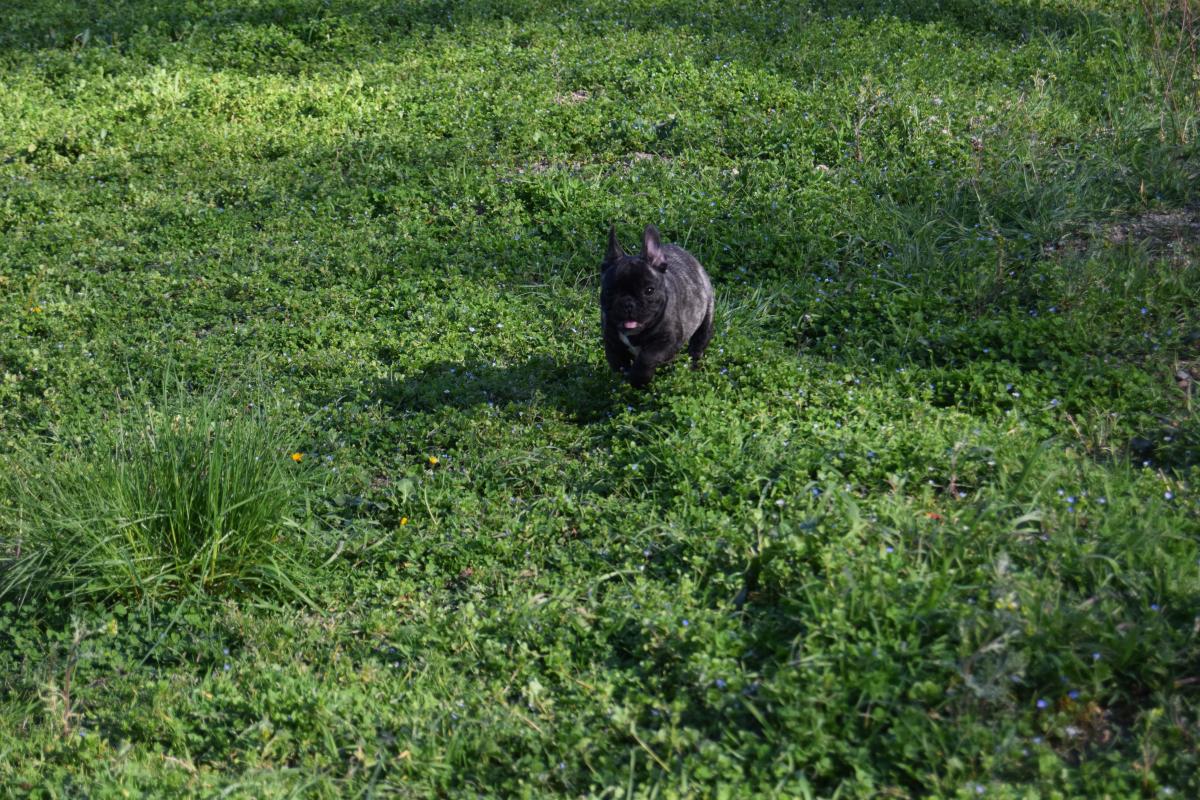 Venturi femelle Bouledogue Français bringée