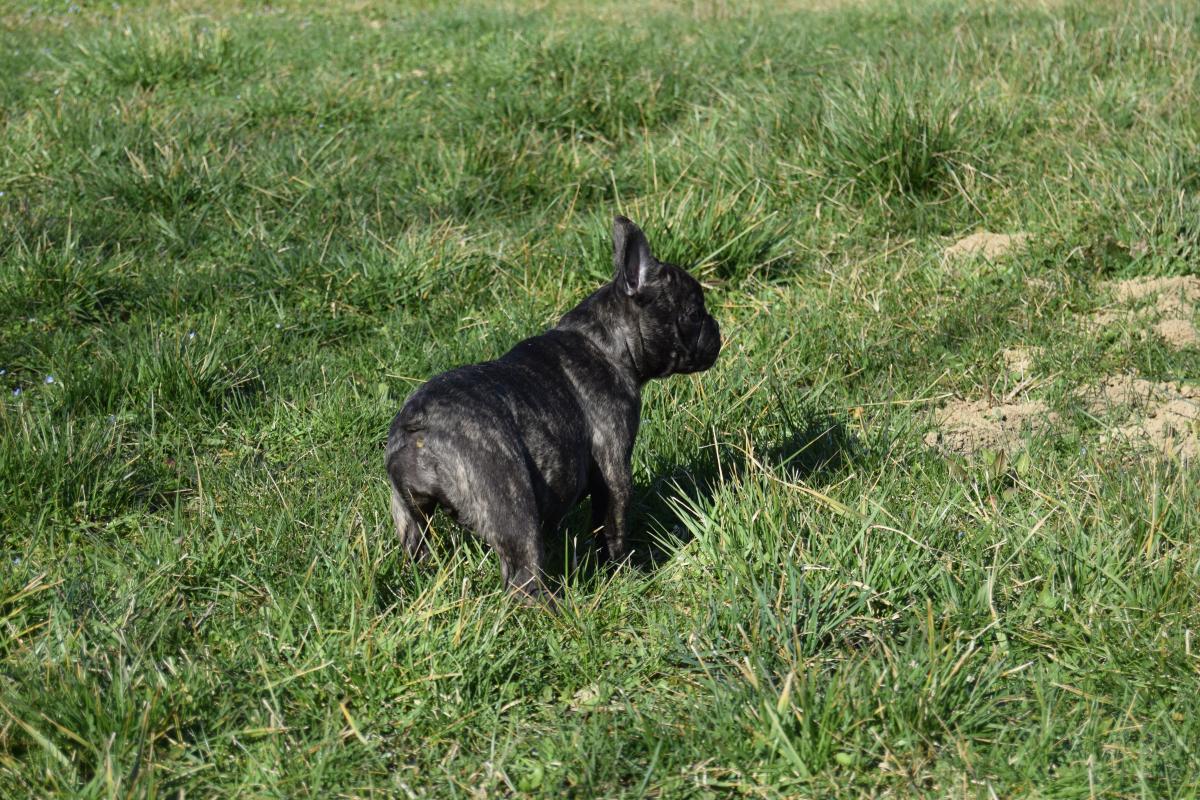 Venturi femelle Bouledogue Français bringée
