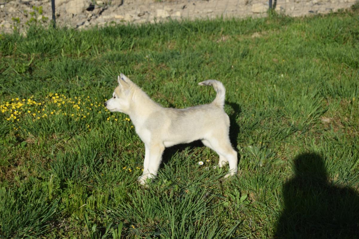 Vaïka femelle Husky yeux vairons