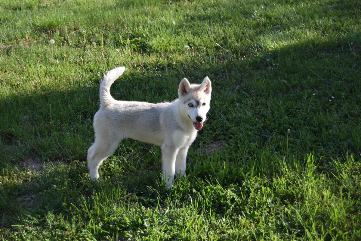 Vaïka femelle Husky yeux vairons