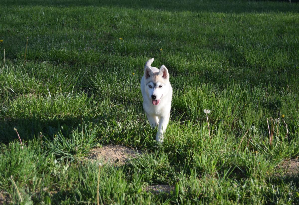 Vaïka femelle Husky yeux vairons
