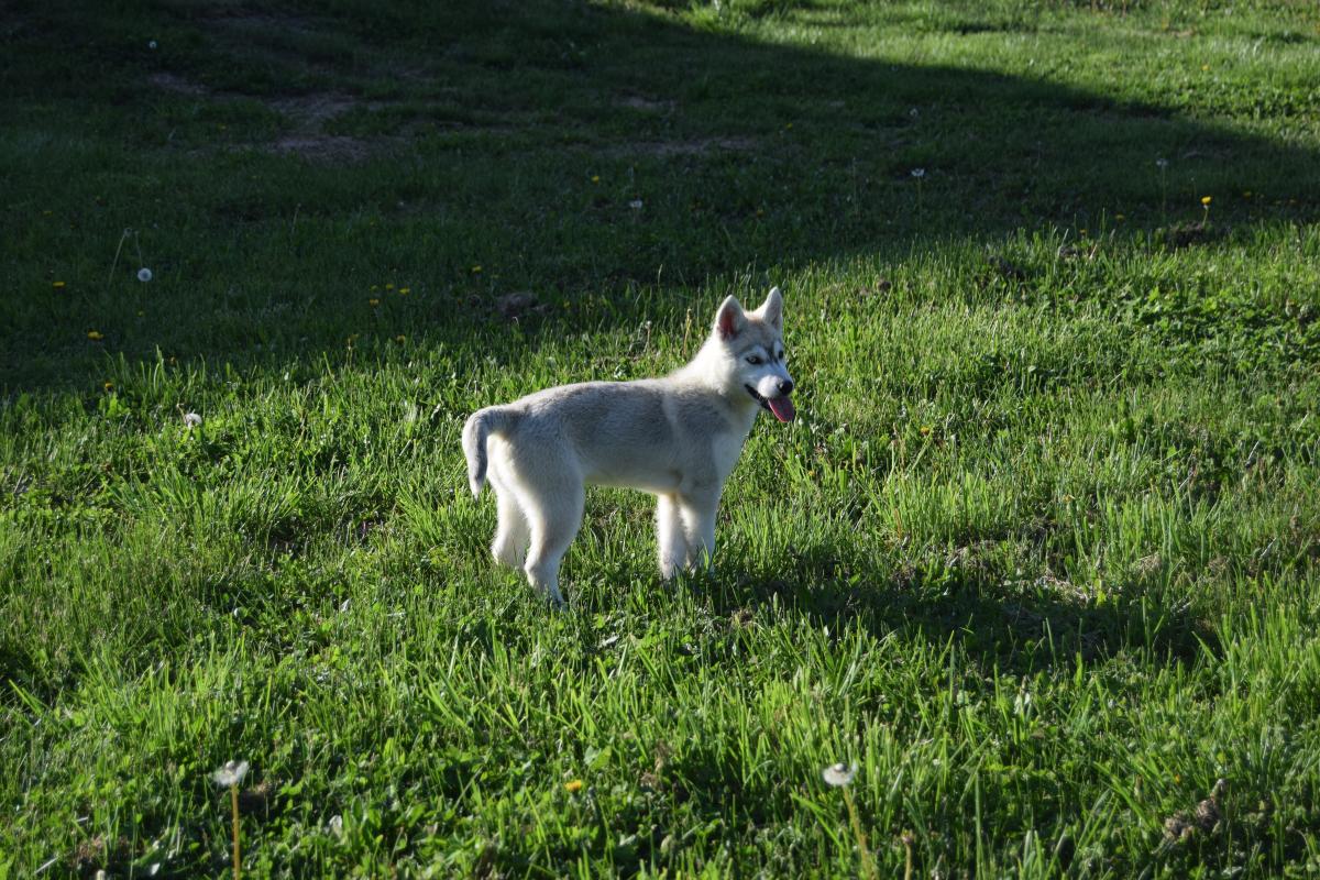 Vaïka femelle Husky yeux vairons