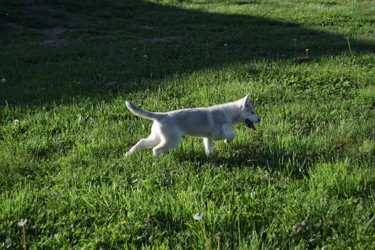 Vaïka femelle Husky yeux vairons