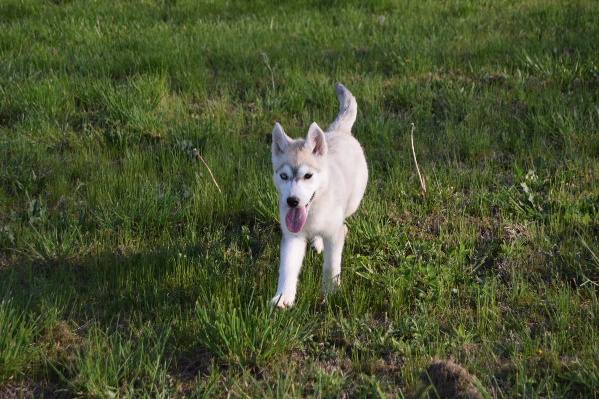Vaïka femelle Husky yeux vairons