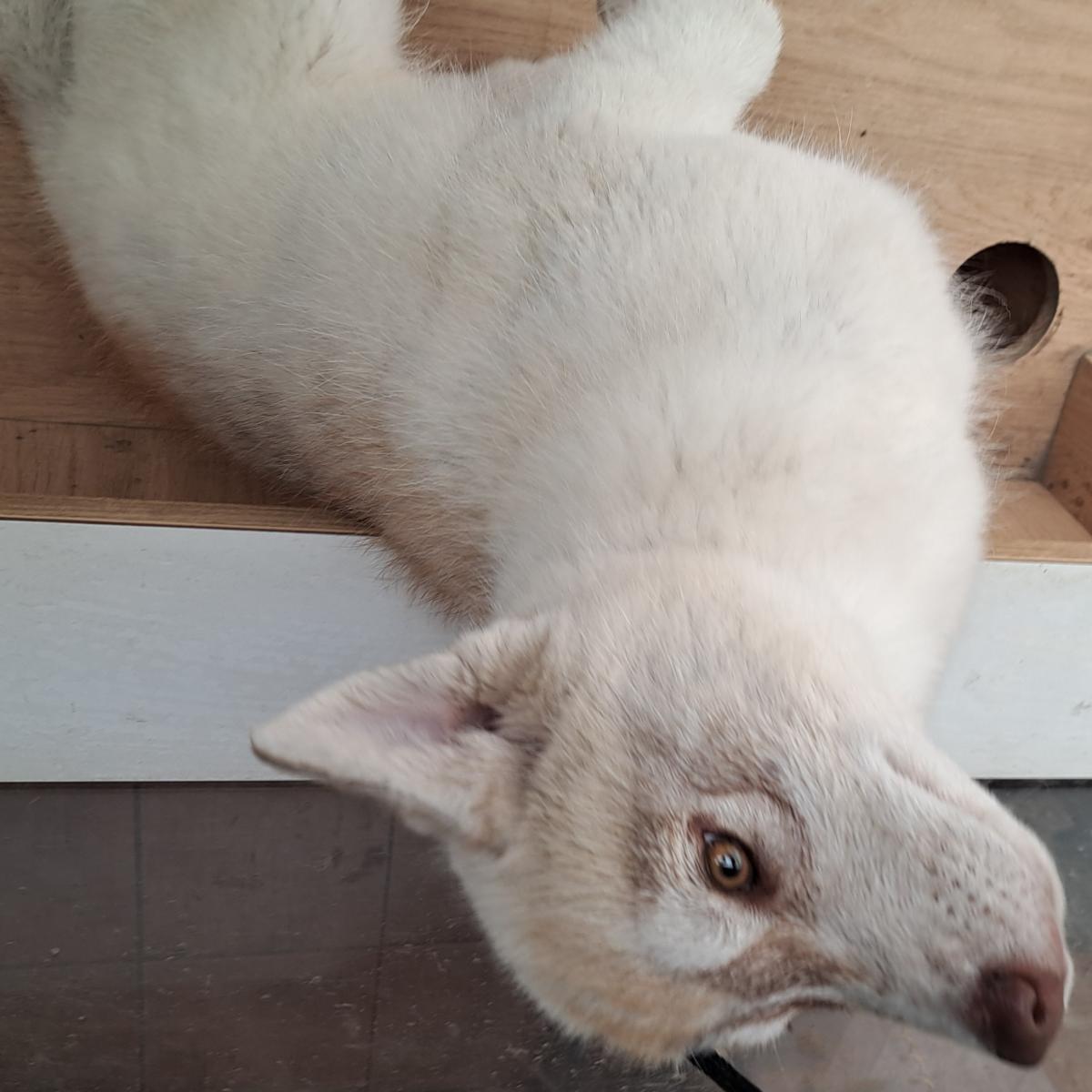 Chiot collier bleu