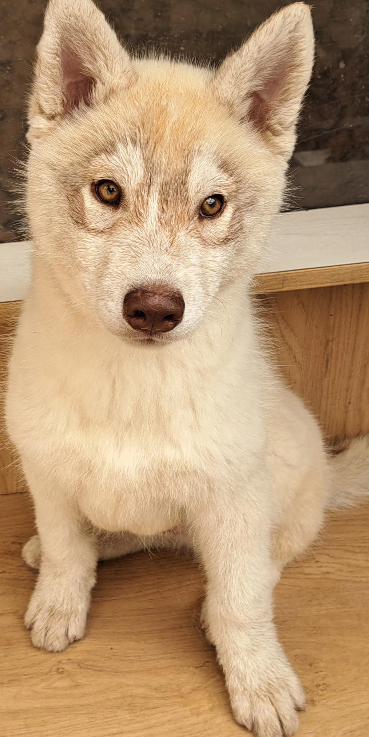 Chiot collier bleu