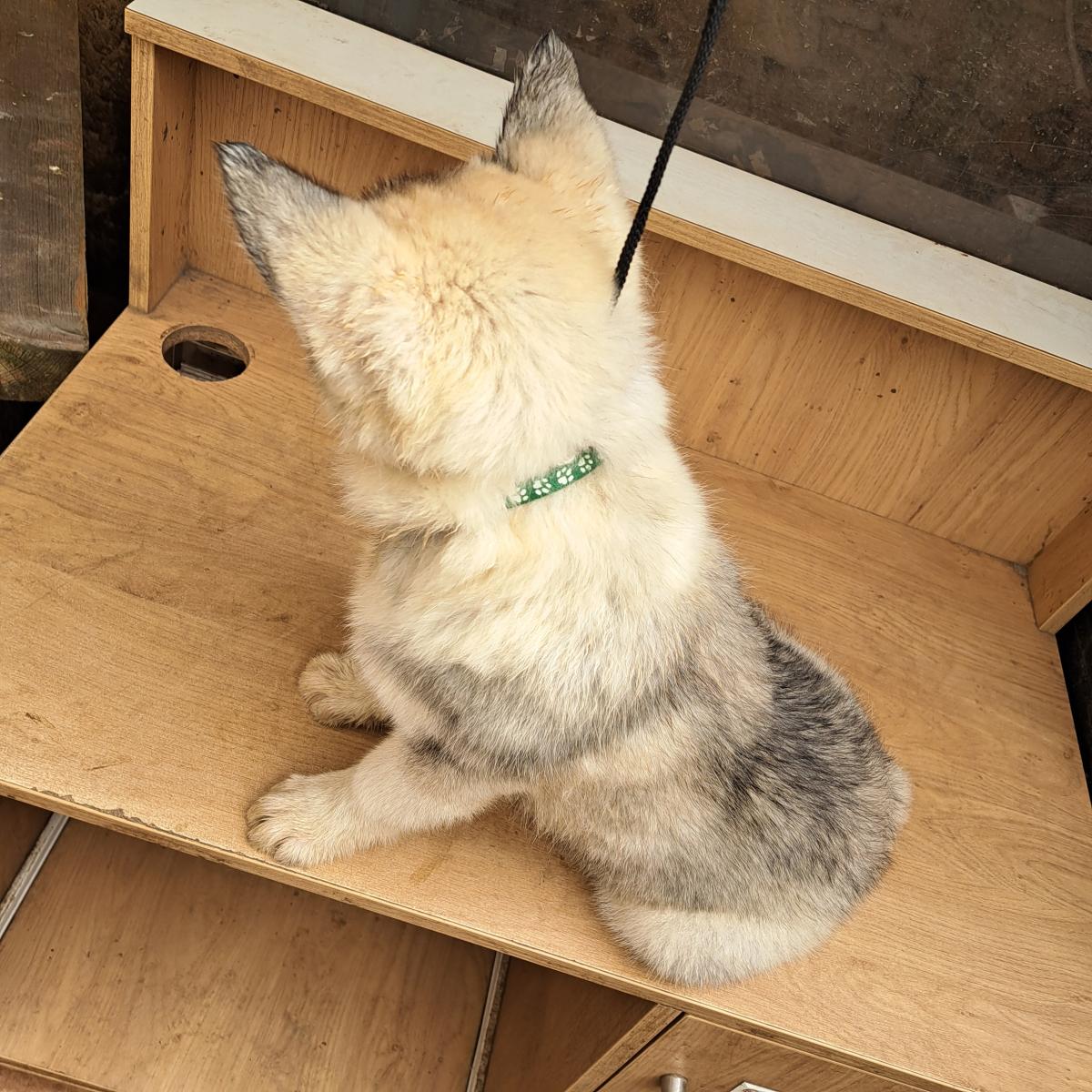 Mâle collier vert