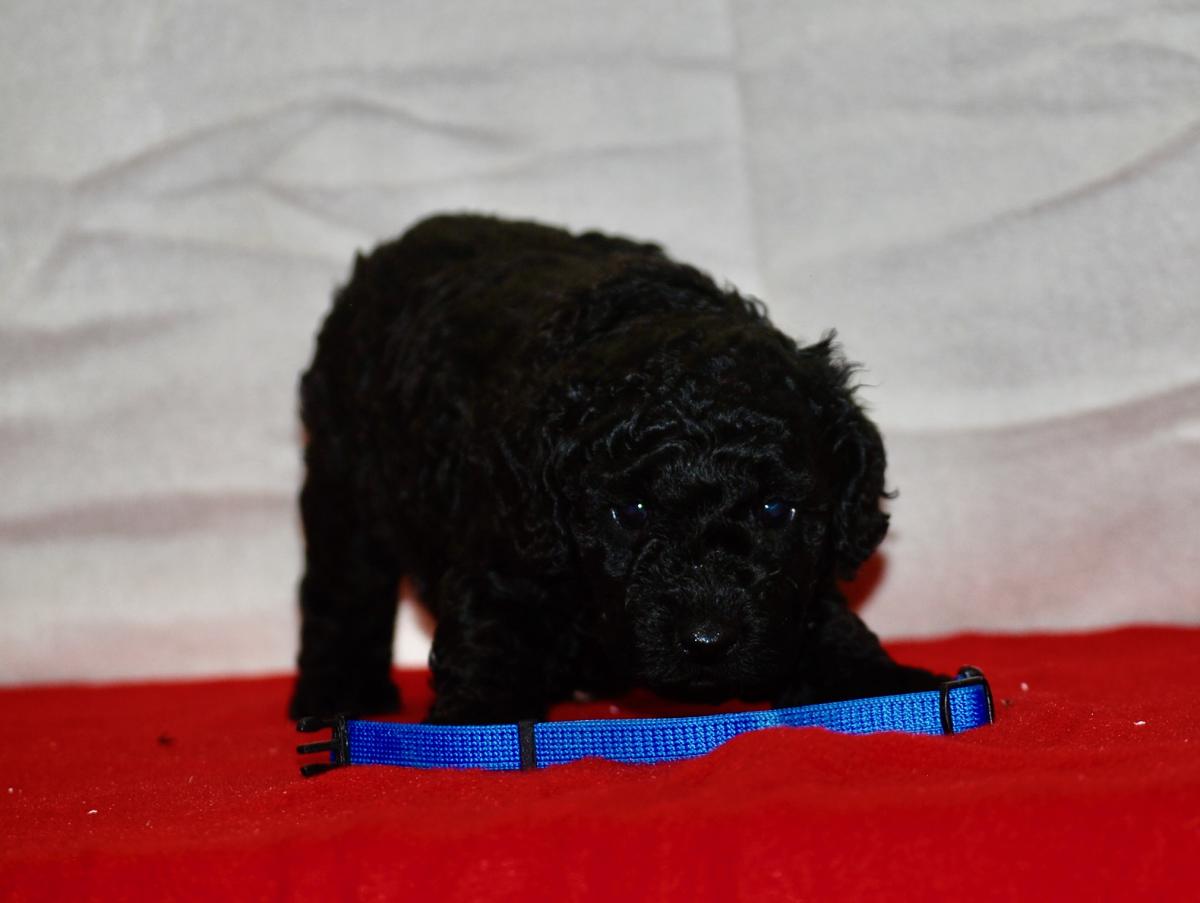 Superbe caniche nain lof noir