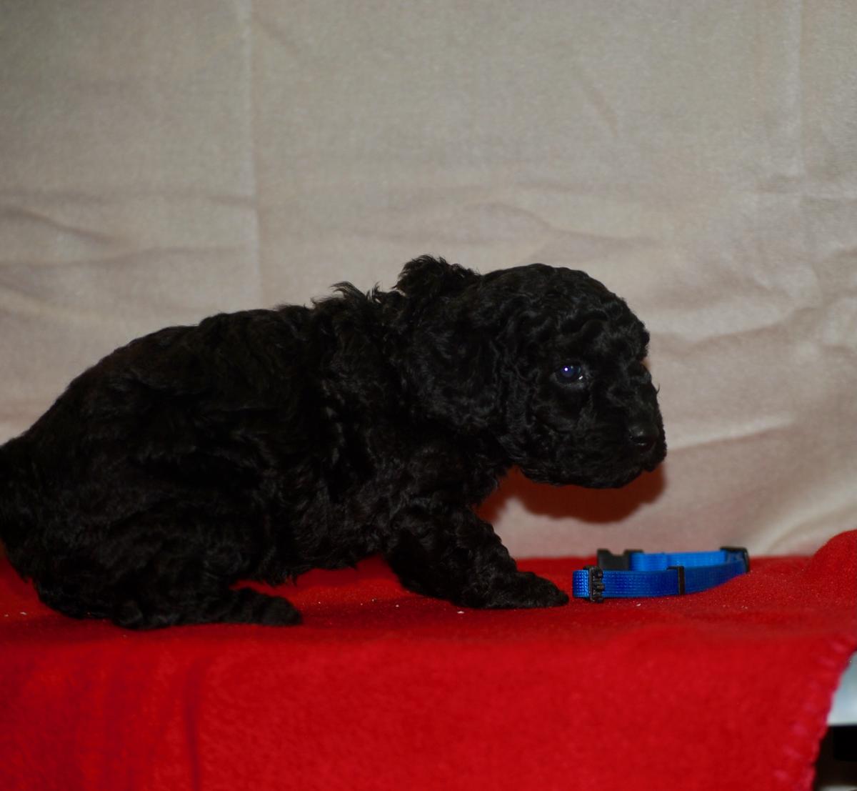 Superbe caniche nain lof noir