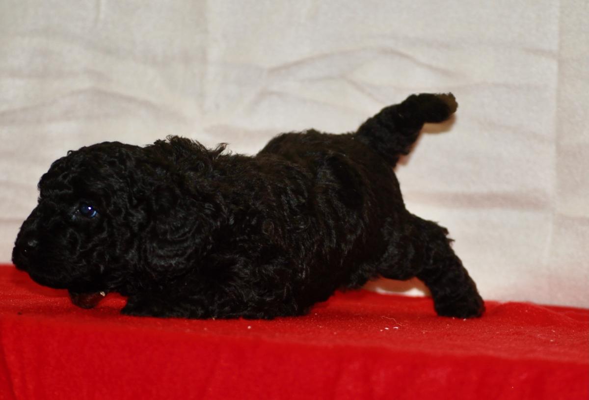 Superbe caniche nain lof noir