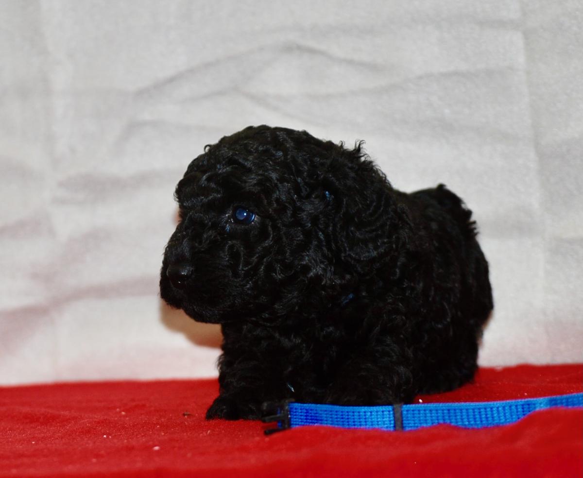 Superbe caniche nain lof noir