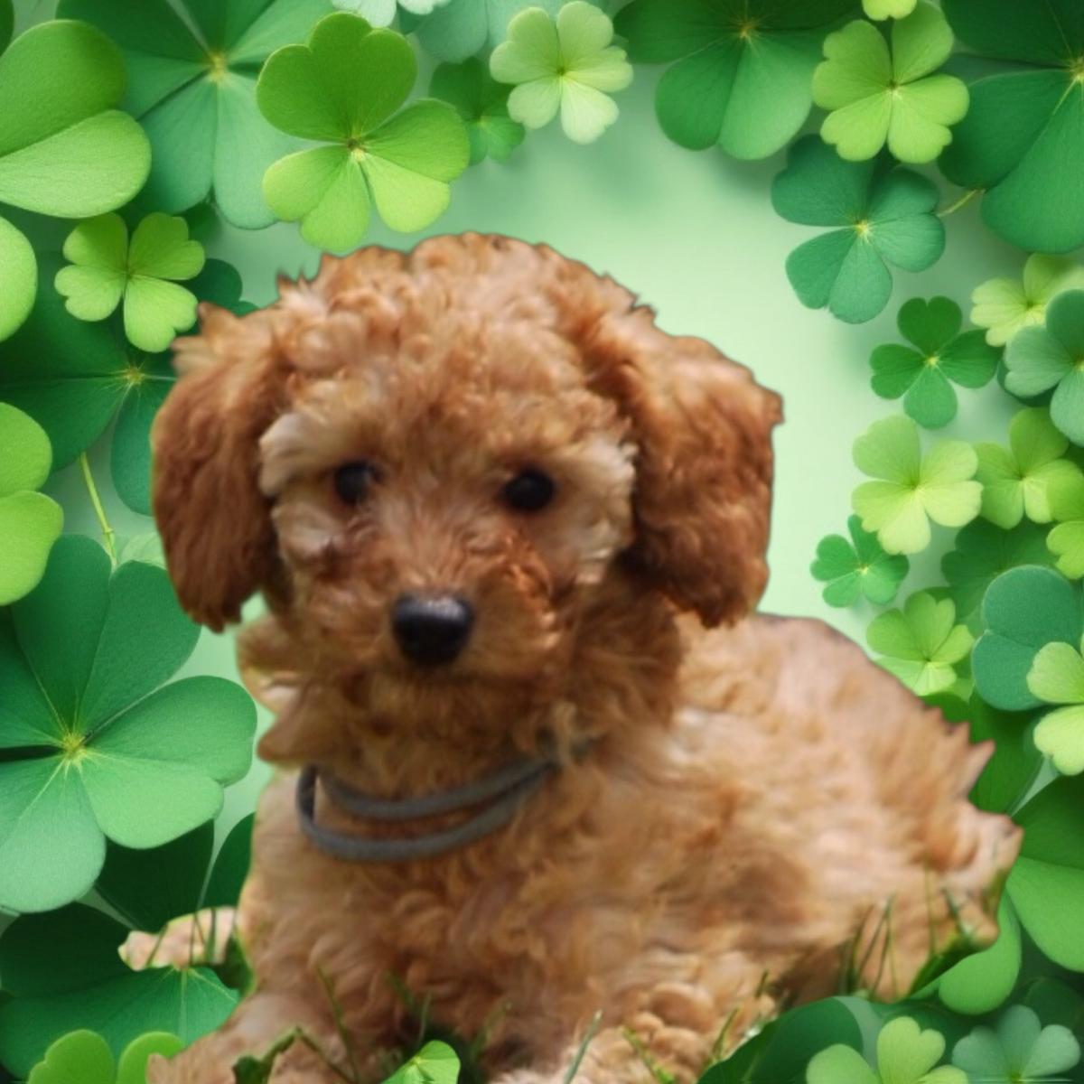 Magnifique petit caniche abricot lof