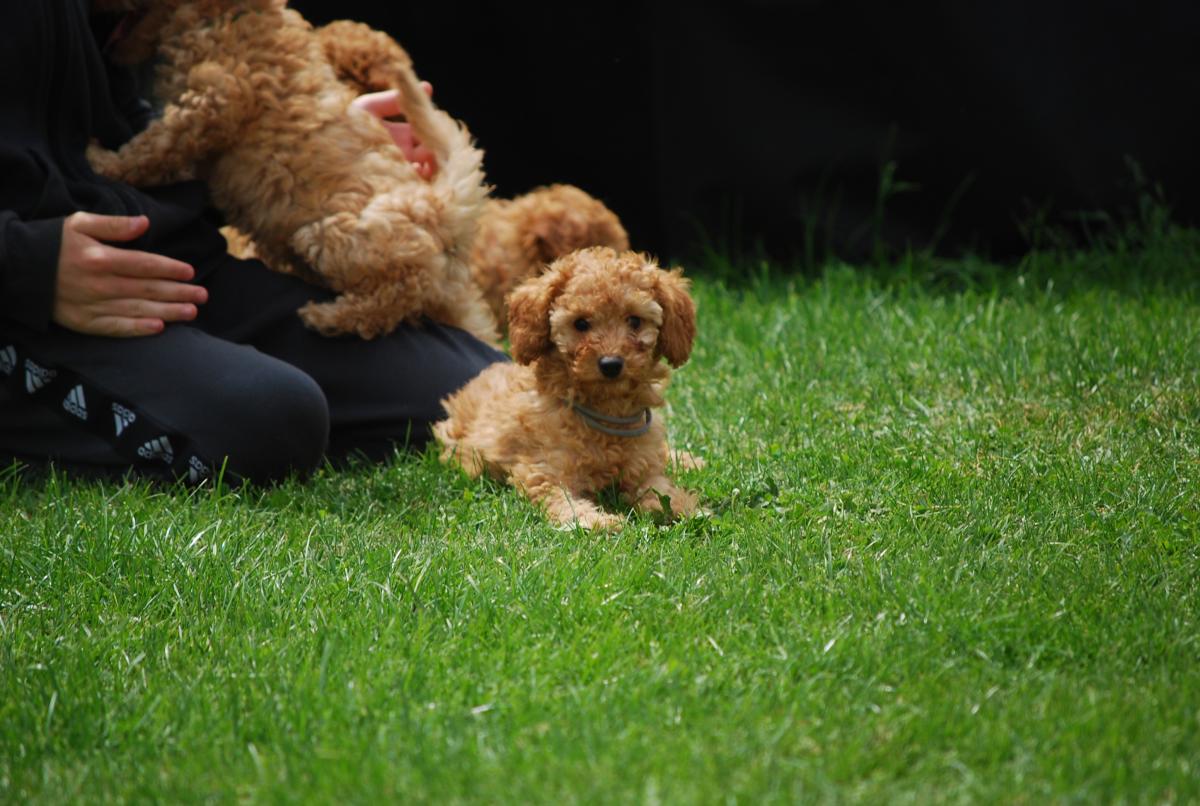 Magnifique petit caniche abricot lof