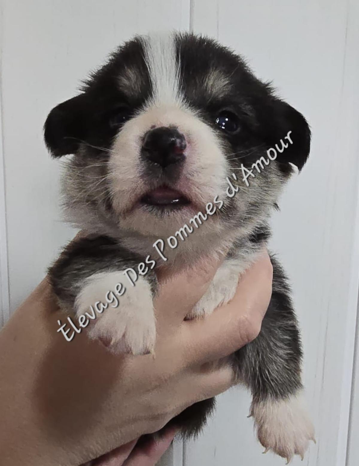 Chiot Welsh Corgi Pembroke tricolore à queue longue