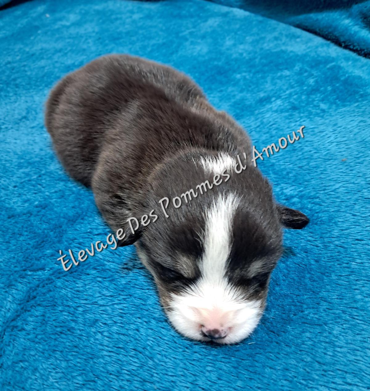 Chiot Welsh Corgi Pembroke tricolore à queue longue